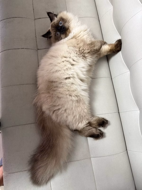 Good afternoon. White in length with tail and ears - 76 cm