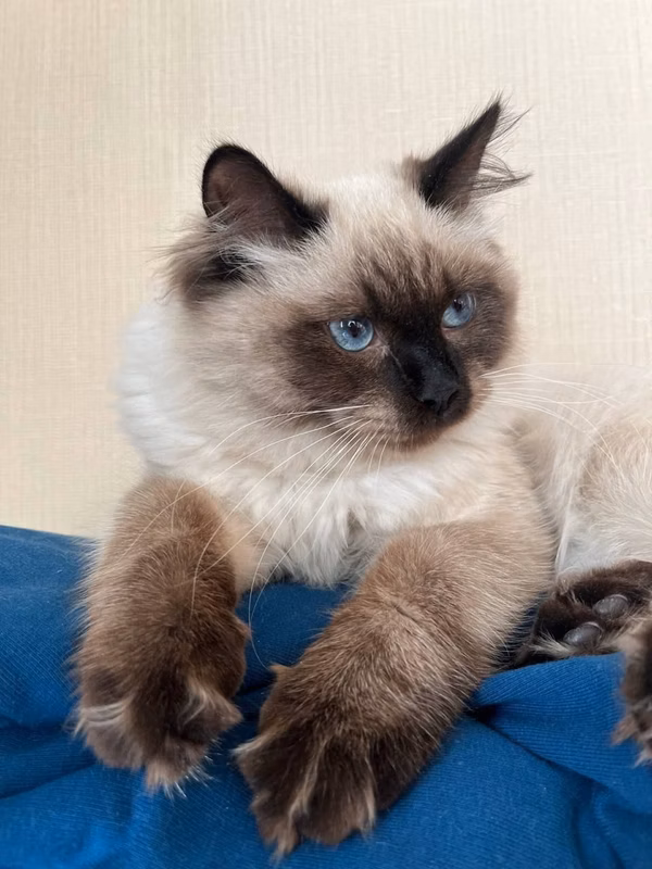 Many thanks to Oksana for photos of an already grown kitten from the previous litter. Very nice kitty