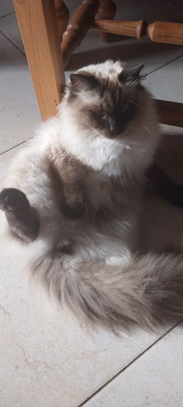 The cat (our kitten) got lost in Primorsk.