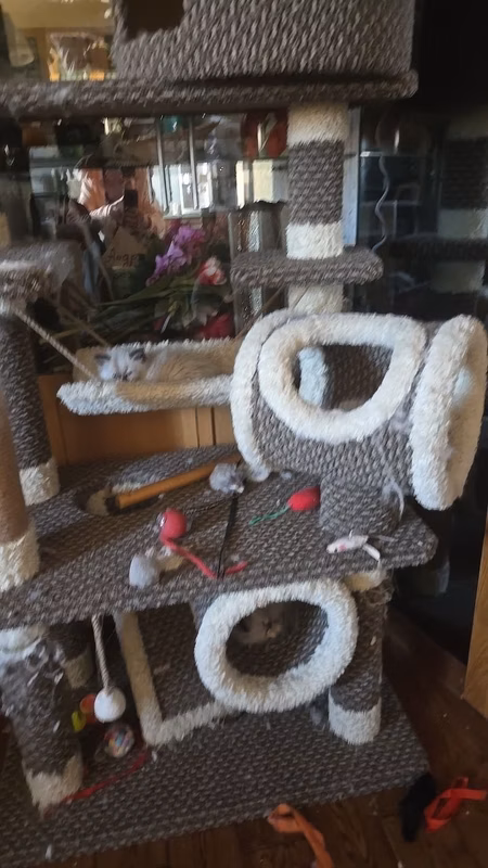Ira sent a photo of where Lasky's kittens now live.