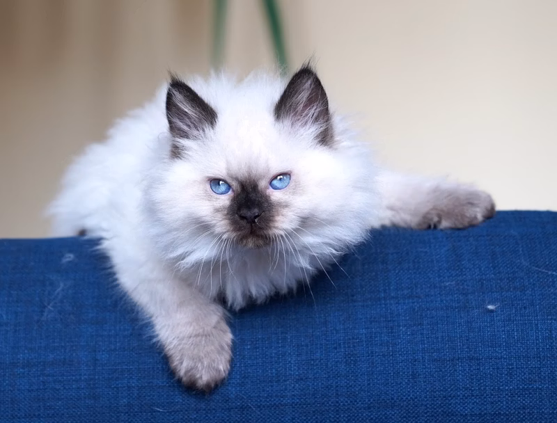 In reserve. He came up and grunted, ironed, played and substituted pusico. I'm very happy. Such a gift of fate is not often