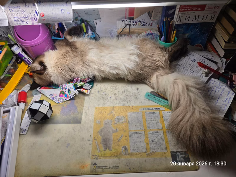 Everyone learns and learns. It's four o'clock. It's hard being a cat scientist