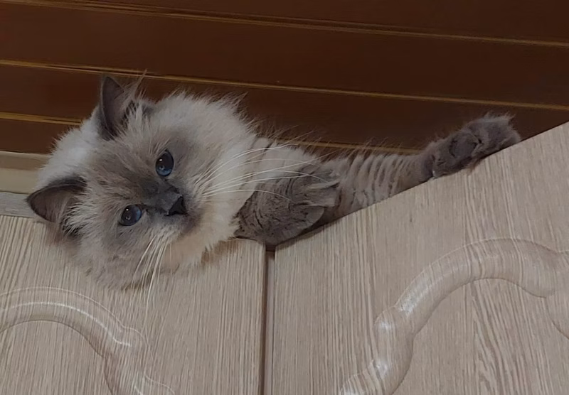 He likes to sit high under the ceiling