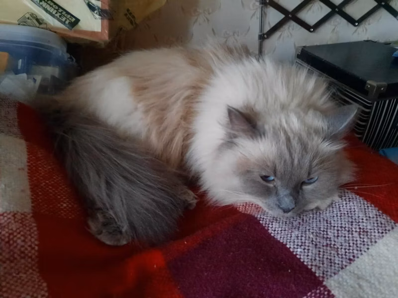 Thank you Evgenia for the photo of her cat. It was Wisik's 1st litter. 7 kittens survived. Cat 5300, cool! Our cats are smaller