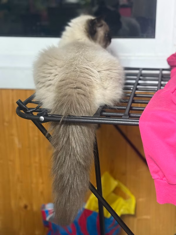 furry