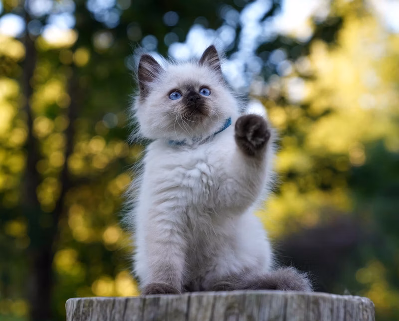Blue, girl, strength-point