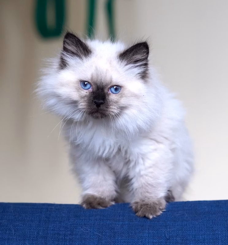 The last one is a girl. Her name is Pushinka. Very gentle creature. Here she seems brutal, but in life - fluff, like her name. Beautiful