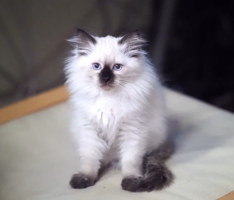And this orphan - we just brought a kitten from Moscow, and she is alone in a new house. She's less than 3 months old. And during the transport she was lucky - her boy kept all the way on the handles. Here we go