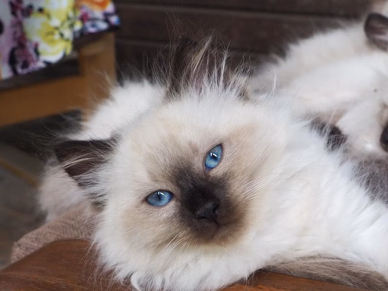Kisiki. All were tested (tested for health and breed compliance), made the first vaccine