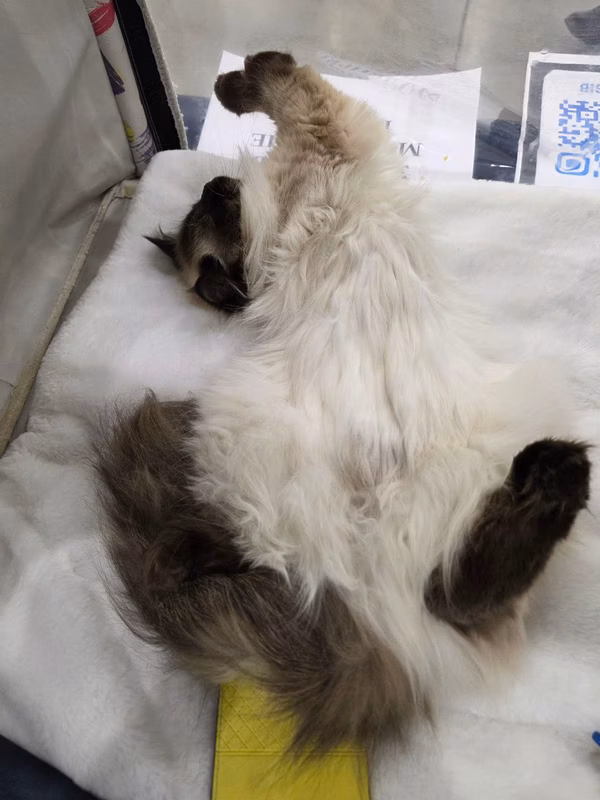 Last weekend, we went to an exhibition with 2 young cats.