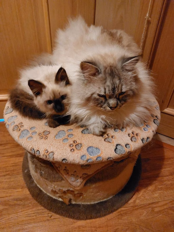 This is a photo of our girl and her older brother (it was tebby cat, and therefore striped). Thank you Victoria for the photo and wonderful review