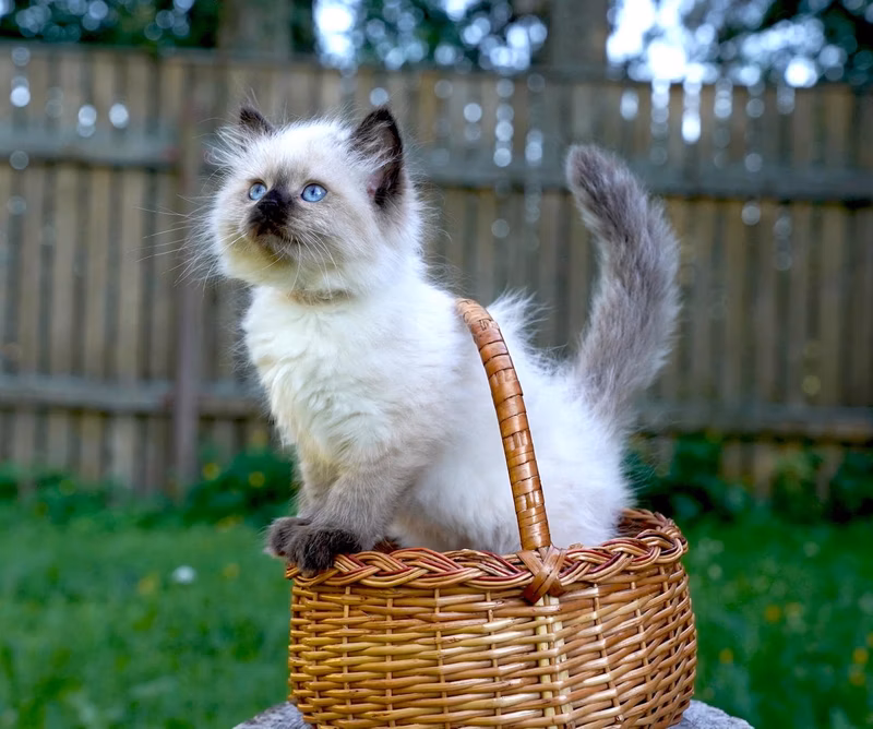 More pussy to admire