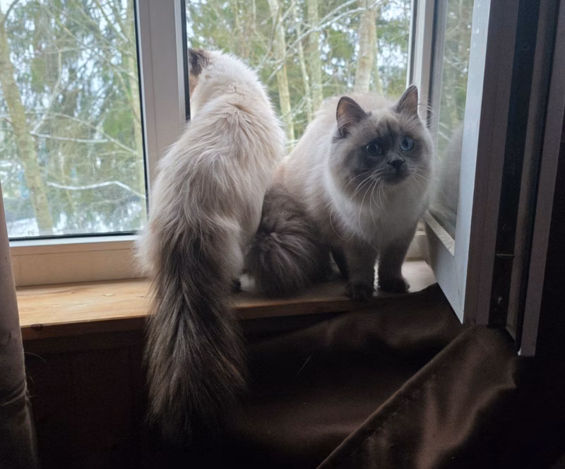 An open window is happiness
