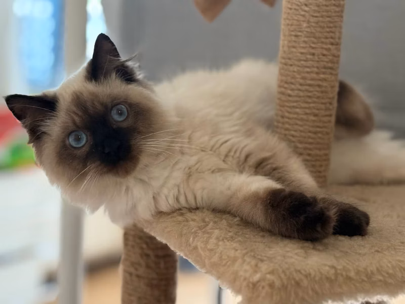 Belyashik with perfect coloring, all symmetrical, and knows that he is handsome, noble cat