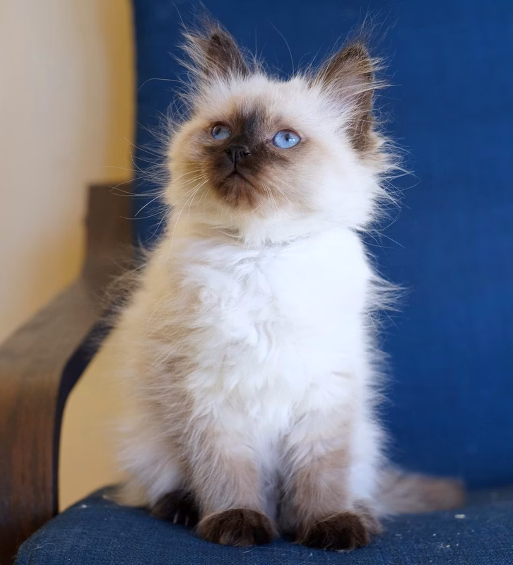 And this is our most active kitten, Grey