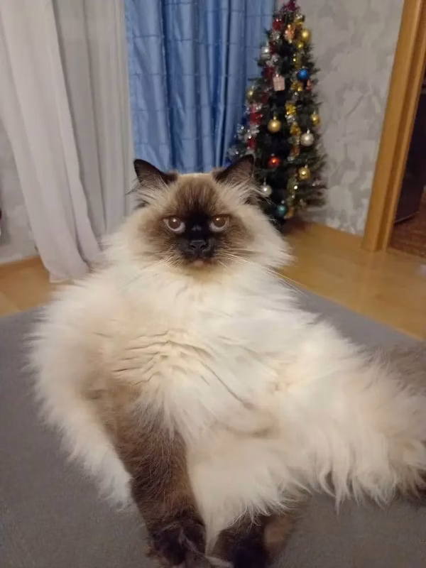 Hello there. And Matyuna does not care about the tree, he does not even approach her