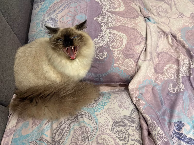 it's a nice bed, it's yawning