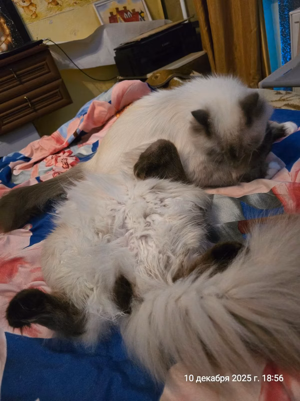 Good evening! Our guy Epiphane's downstairs. He gets very dirty when he sleeps. Bella tries, washes her ears and muzzle
