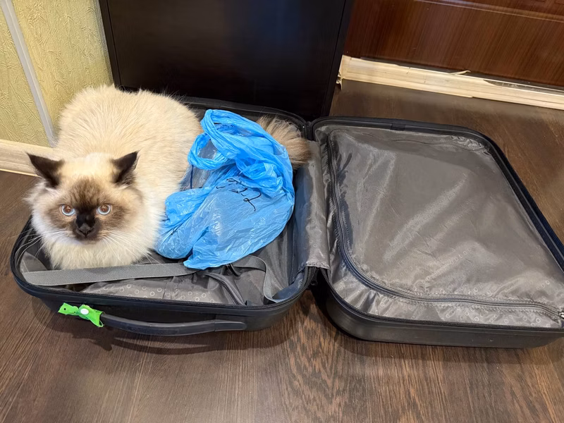 Neva cat masquerade, suitable for hand luggage