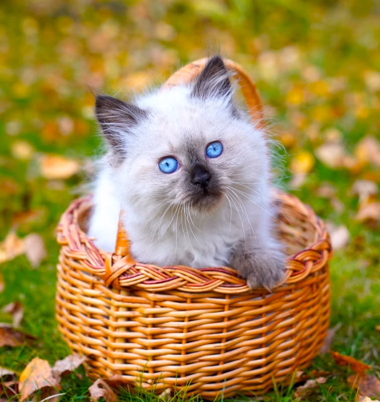 These are Lasky's last kittens, born on July 24, 2023. The photos were taken in early October. Dad was from Petrozavodsk, a force point color. That’s why all the kittens were the same