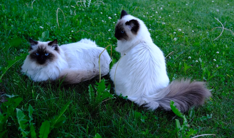And by the summer they had turned into such great beauties