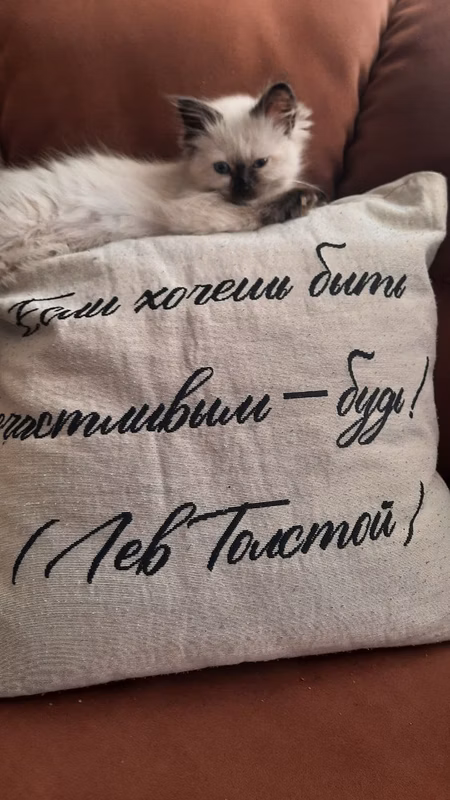 Thank you and Irina for the kitten