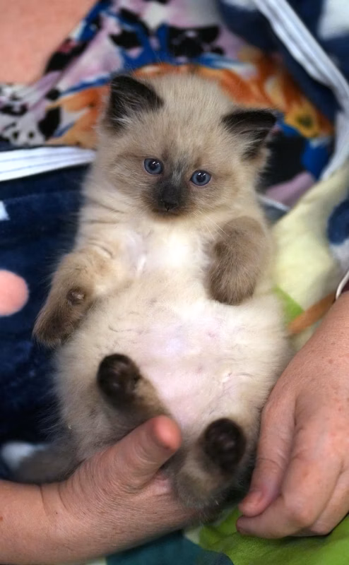 Blue on Ira's hands