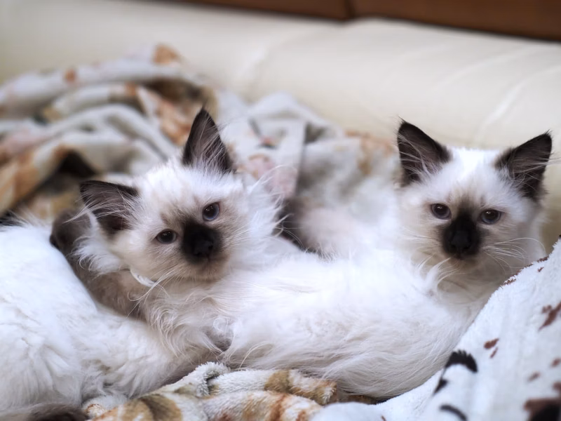 And they began to live together, grow up and kittens make money (from purebred cats with titles, of course)