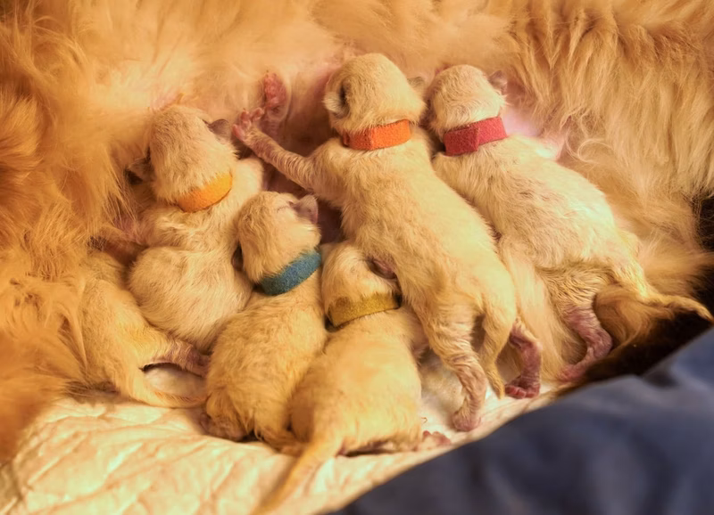 Kittens are growing. Some are good, some are not. That's okay. Tomorrow I will try to take a picture of the kitten, their ears began to darken