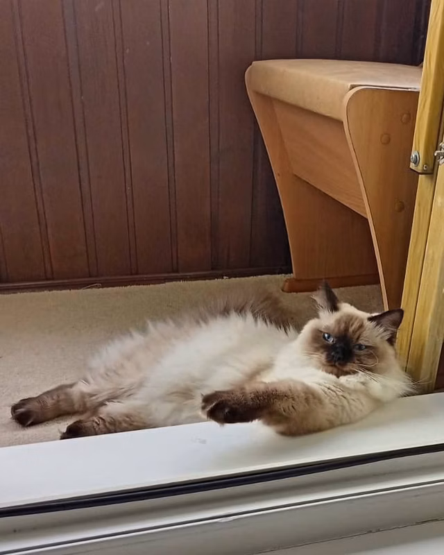 Thank you Natalia for the photos of the already grown kitten. It now weighs over 4 kg. She lives with her parents, they pamper him and kiss him on the ass. Like cheese in butter rolls. Good and proper education
