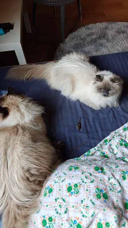 Nikolai, hello