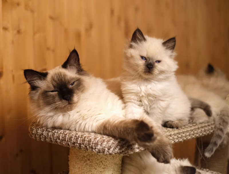 Of course, the kittens themselves suffered the most. They got used to the owners, made friends in everyone, and then they return to the old-new place. No, they didn't mind being in a big group