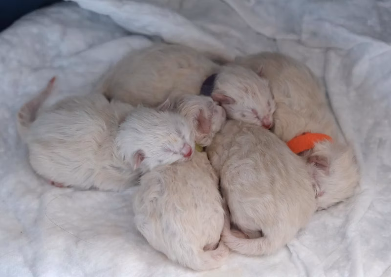 Weasel gave birth to 5 kittens