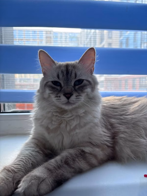 This is Yantarina, then there was a cat Perseus (silver tebby), so…