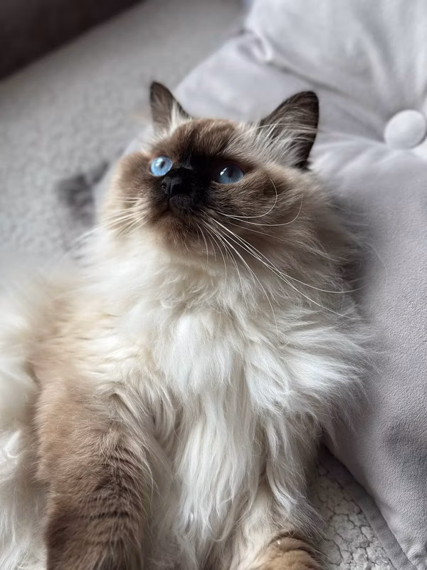 Macho, 1 year and 4 months. Send Natalia, thank you