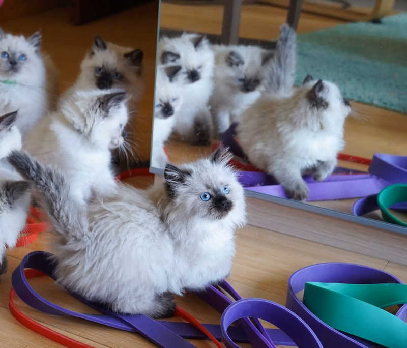 I really like the picture where the kitten jumped first and then landed. I am sending it now as a separate picture