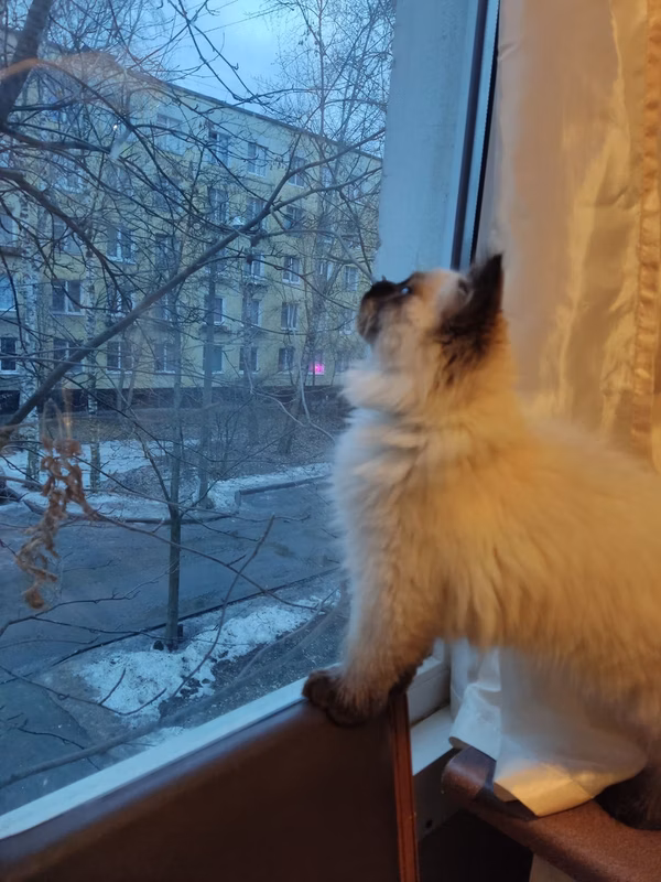 Our kitten, 4 months, November. Thank you Oksana for the photos