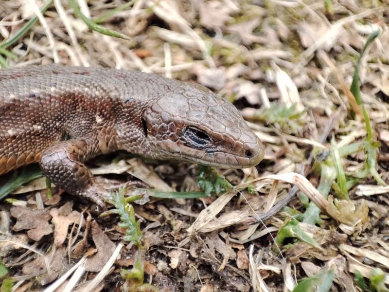 Visa is very active in catching all animals on the street. For play, not for food. Brings the caught to our house and lets go. Now we have a few lizards at home