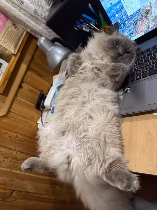 Good afternoon! The fluff weighs 5.3