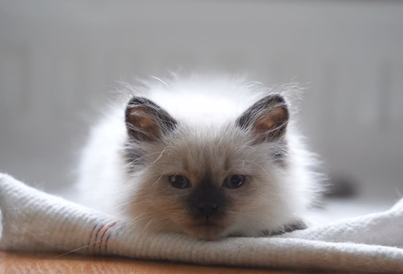 January 14th. We're clearly in Peter. Kittens will soon be 2 months old