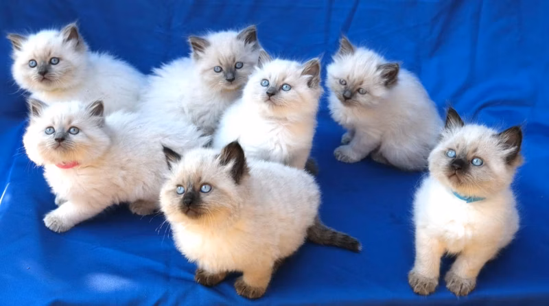 Wisik's first kittens. 2 strength and 5 plaques