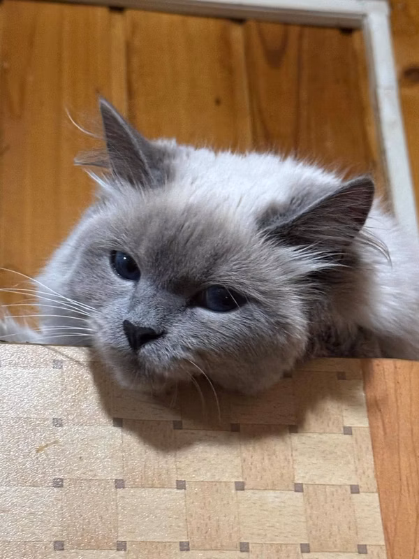 This is a girl. Blue Point is very beautiful