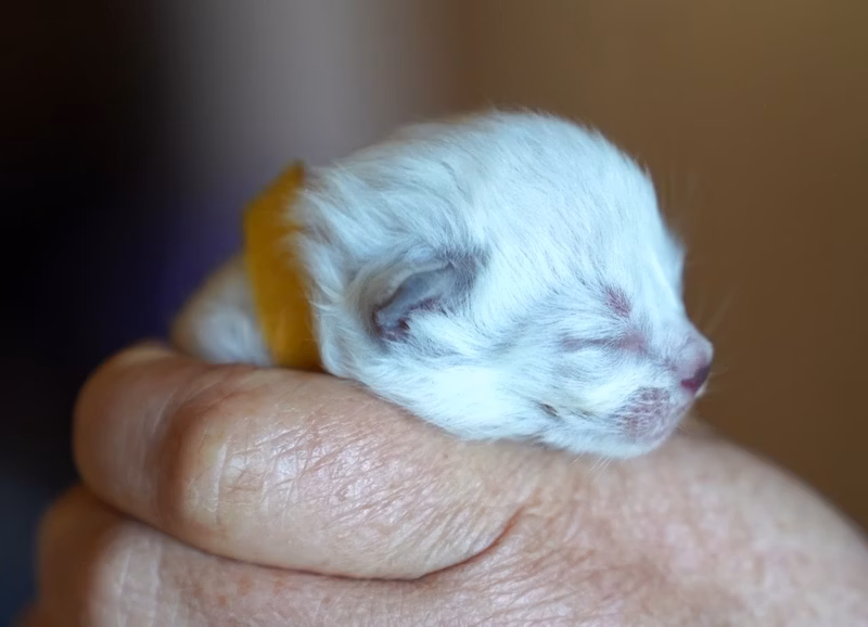 As promised, I'm showing you darkened ears. It was the first 4 days after birth. Three kittens successfully passed 100 grams, for them I do not worry. The rest of us have to work together to get through