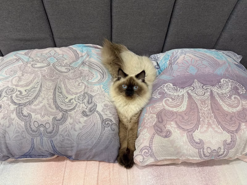 i'm the master as i lay down