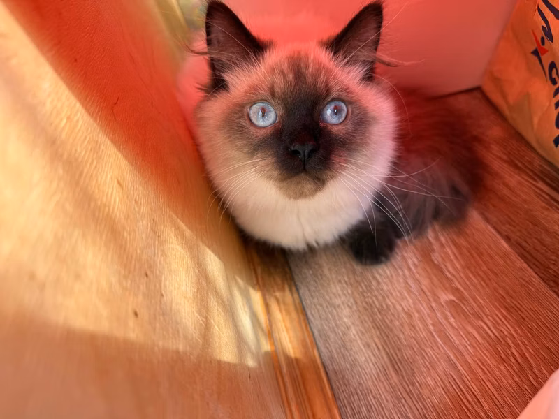 And here are the white eyes, like blue topazes