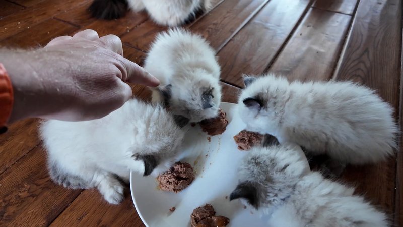 Laski's kitten feed