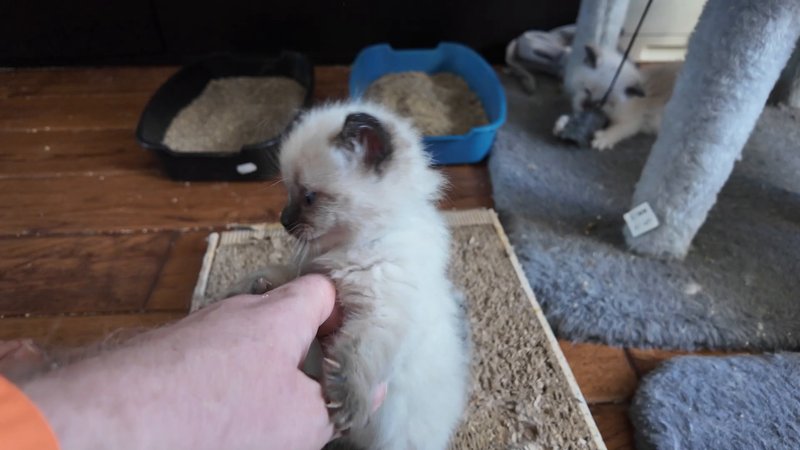 And this is Lasky's big kittens running.